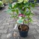 Hydrangea pan. 'Limelight' Container 2lt. 30/40cm.