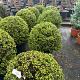 Ilex crenata 'Convexa' Bolvorm Container 20lt. 50/55cm.