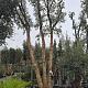 Quercus suber Meerstammig REF. 128