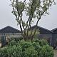 Quercus suber Meerstammig REF. 128