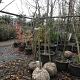 Malus d. 'Jonagold' Halfstam Draadkluit 10/12cm.