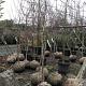 Prunus d Opal halfstam Draadkluit 12/14cm.