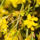 Jasminum nudiflorum Container 2lt. 60/80cm.
