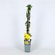 Jasminum nudiflorum Container 2lt. 60/80cm.