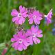 Silene dioica 