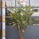 Acer griseum Meerstammig 