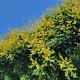 Koelreuteria paniculata Container 40lt. 8/10cm.