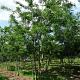 Gleditsia triac. 'Skyline' Meerstammig 