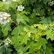 Hydrangea quercifolia 