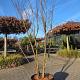 Lagerstroemia i. 'Rosea Nova' Meerstammig 