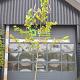Platanus hispanica 