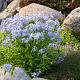 Phlox divaricata 