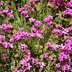 Phlox (S) 'Scarlet Flame' 