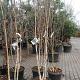 Betula u. 'Doorenbos' Meerstammig Container 90lt. 200/250cm.