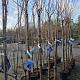 Prunus serrulata 'Royal Burgundy' Container 25lt. 8/10cm.