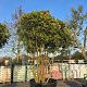 Osmanthus heterophyllus Meerstammig 