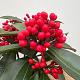 Skimmia reevesiana Container 2lt. 20/25cm.