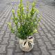 Ilex crenata 'Green Hedge' Kluit 60/80cm.