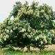 Castanea sativa Container 30lt. 6/8cm.