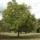 Juglans regia Container 40lt. 10/12cm.