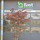Acer pal. 'Bloodgood' Meerstammig 