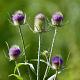 Dipsacus fullonum 
