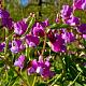 Lathyrus vernus 