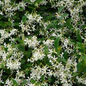 Toscaanse jasmijn (Trachelospermum jasminoides)