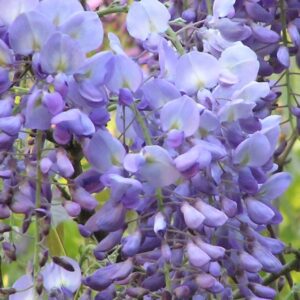 Blauwe regen (Wisteria sinensis 'Prolific')