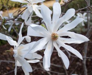 Magnolia stellata bloem
