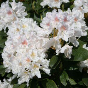 Rhododendron 'Cunningham's White' - Rhododendron Hybride 'Cunningham's White'