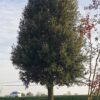 Steeneik - Quercus ilex