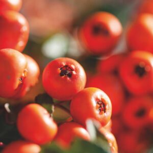 Pyracantha coccinea ‘Dart’s Red’
