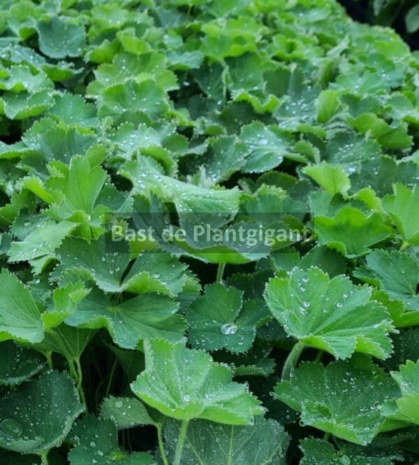 Alchemilla